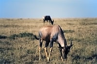 Antilope alcina al Masai Mara