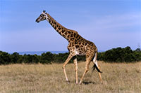 Giraffa al Masai Mara