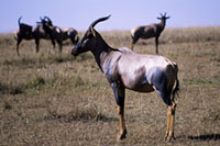 Antilopi alcine