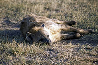 Iena al Masai Mara