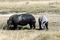 Rinoceronti al Nakuru