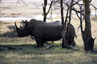 Rinoceronte al Nakuru