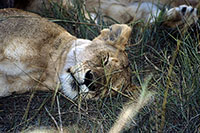 Leonessa al Masai Mara 