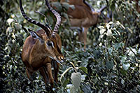 Antilopi al Nakuru