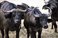 Bufali al Nakuru