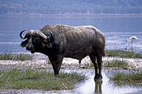 Bufalo al Nakuru