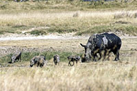 Rinoceronti e facoceri al Nakuru