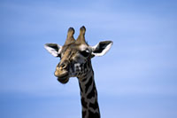 Testa di giraffa al Masai Mara