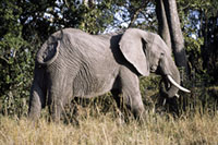 Elefante al Masai Mara