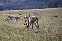 Antilopi al Nakuru