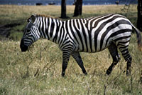 Zebra al Nakuru