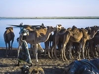 Cammelli sul Niger