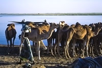 Cammelli sul Niger