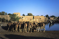 Branco di cammelli a Djenné
