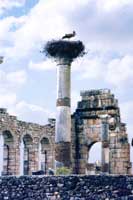 Cicogne nidificano sulle colonne romane di Volubilis