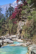 Il torrente Dona Khola e i rododendri