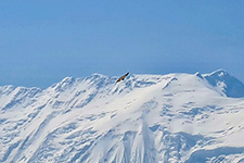 Avvoltoio vola sull'Annapurna Range