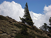 Il Nilgiri dietro i pini scendendo verso valle