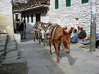 Carovana di asini a Marpha