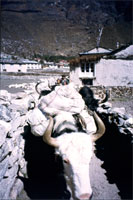 Yak a Khumjung