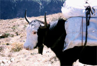 Yak del Khumbu