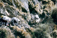 Yak trail