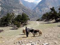 Allevatore di yak a Junam Goth