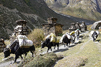 Carovana di yak da trasporto a Sengum

