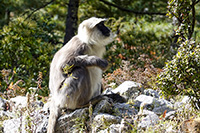 Scimmia a Chhokang, valle di Tsum