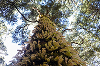 Albero nella foresta di Langdang