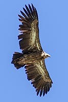 Avvoltoio nei pressi di Nyak