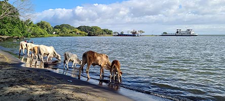 Mucche si abbeverano  a San José del Sur sul lago Cocibolca