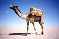 Un cammello nel Ténéré
