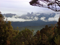 La foresta della Papua