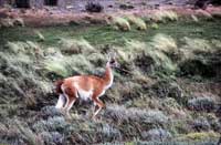 Un guanaco del Parco Nacional Torres del Paine