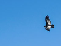 Condor al parco nazionale Huascaran
