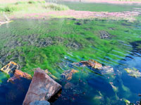 I colori della laguna di Jatuncocha