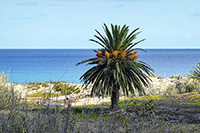 Palma sulla spiaggia di Porto Santo