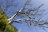 Alberi morti sotto alla vetta del Pico Ruivo