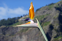 Una strelitzia reginae di Madeira