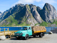 Camion carico di stoccafissi a Sakrisøya - Lofoten