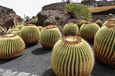 Il giardino dei cactus a Guatiza