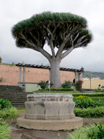 La Orotava, albero del drago