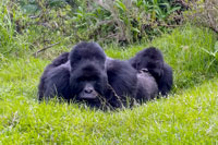 Gorilla accovacciati al PN Mgahinga