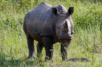 Rinoceronte al Santuario dei rinoceronti di Ziwa