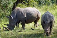 Rinoceronti al Santuario dei rinoceronti di Ziwa
