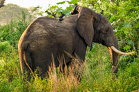 Elefante al PN Murchinson Falls