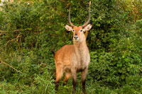 Antilope cervo (o cobo) nel PN Murchinson Falls