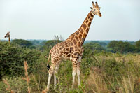 Giraffa al PN Murchinson Falls