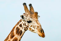 Testa di giraffa al PN Murchinson Falls
